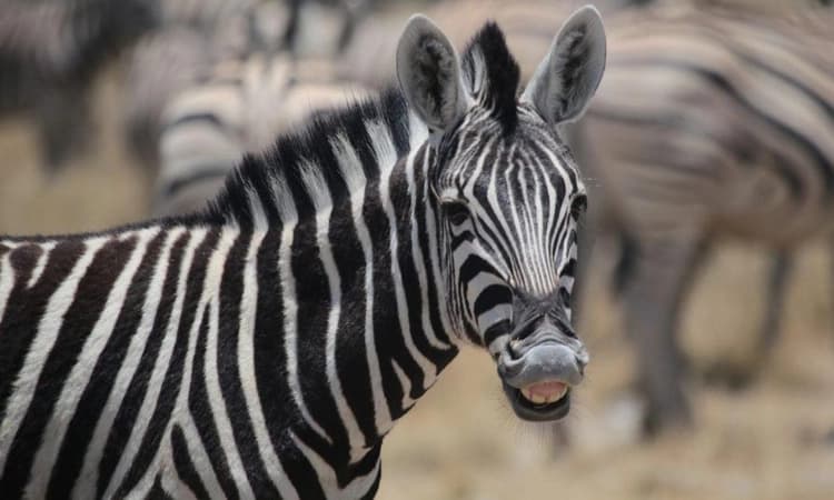 Anything for the Goo ‘D’: Shruti Naidu adopts a zebra from Mysuru zoo