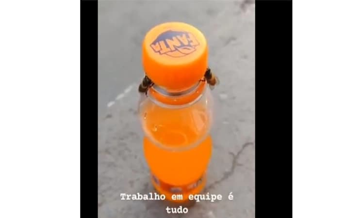 Viral video: Honeybees work together to open a fanta bottle