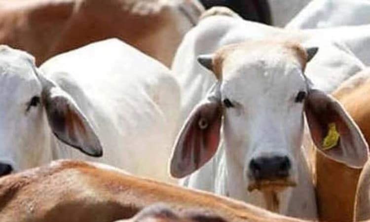 UGC asks varsities to encourage students to take voluntary online exam on &#8216;cow science&#8217;