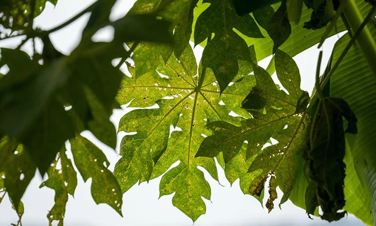 Why should one consume papaya leaf juice?
