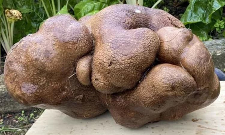 Doug, the ugly New Zealand potato weighs 7.9 kg
