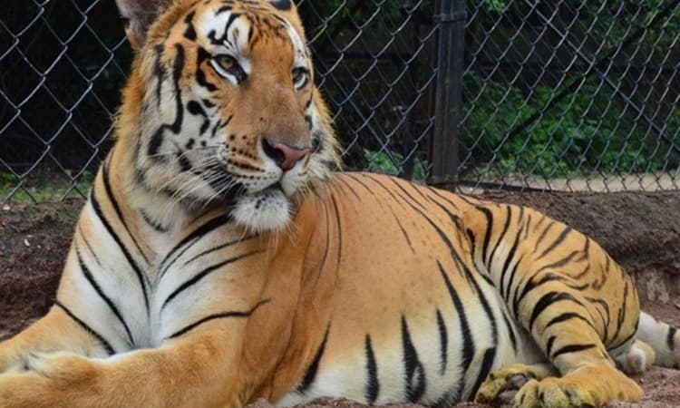 Captured &#8216;man-eater&#8217; tiger to be treated at Mysuru Zoo