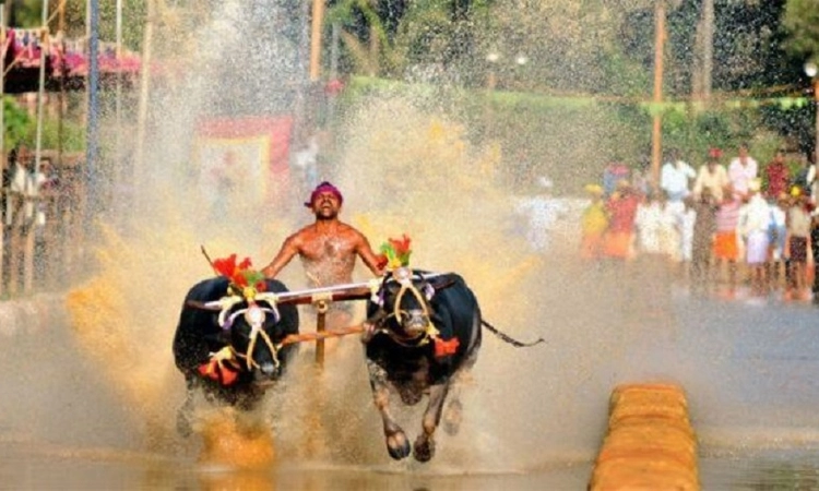 Puttur: Grant of Rs 5 lakh each sanctioned for 24 Kambala events