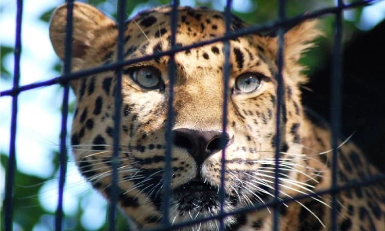 Two leopards captured in village near Bengaluru after fatal attack on woman