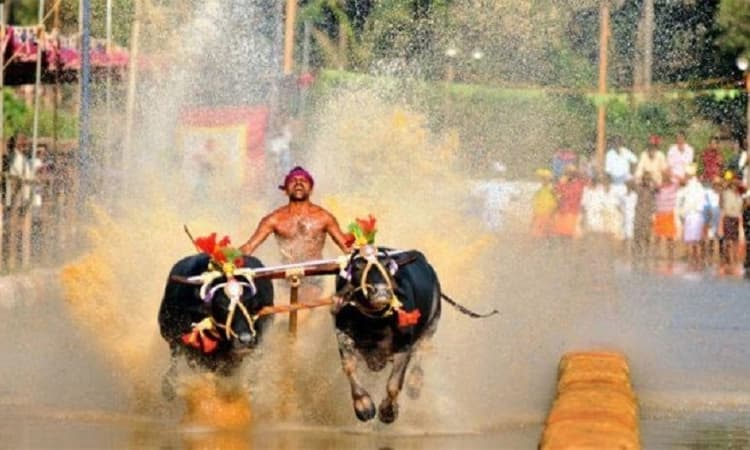 Kambala: Tradition and modernity in coastal Karnataka