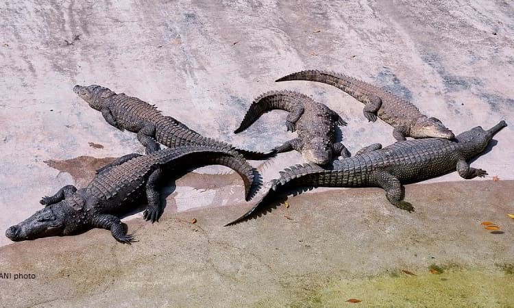 As Ganga swells, Crocodiles enter residential areas in Haridwar