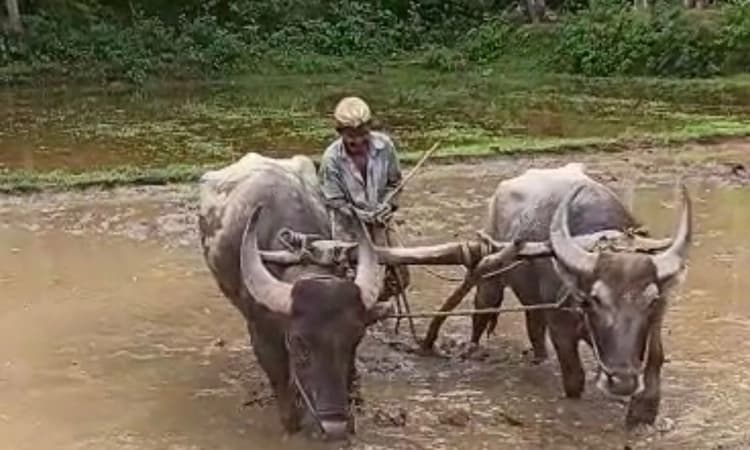 The Disappearing Charm: Paddy field plowing with buffaloes becomes a vanishing tradition