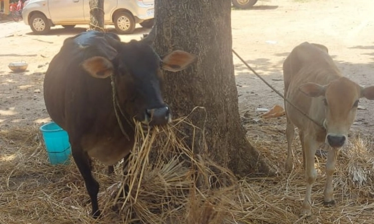 Bajrang Dal foils illegal cattle trafficking operation, Rescues animals