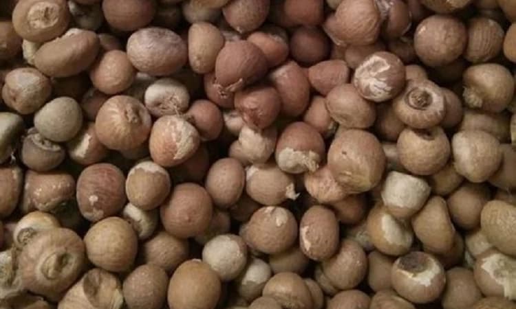 Areca nut prices soar: Single-chali crosses Rs 500 amid supply crunch