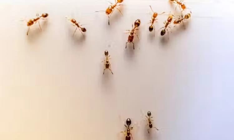 Ants in your house? Here’s how they get everywhere