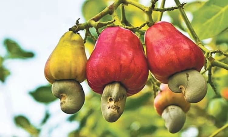 Decline in cashew cultivation as farmers shift focus to arecanut