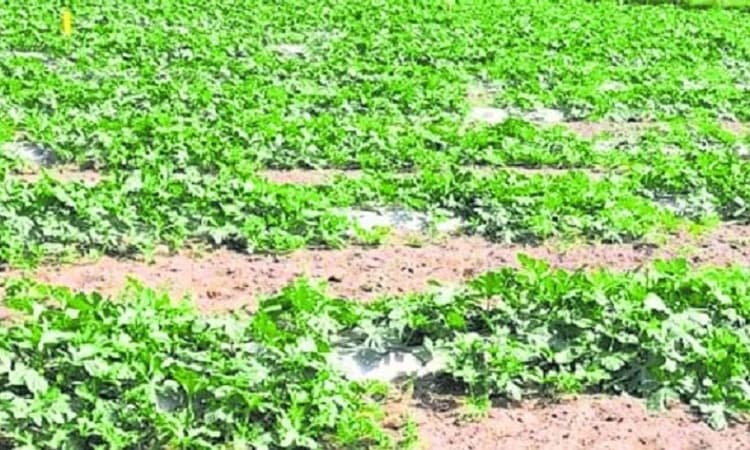 Udupi: Farmers protest minister’s statement on chemical use in watermelon cultivation