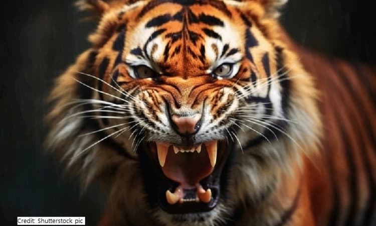 PM Modi hails India adding 58th tiger reserve to its tally