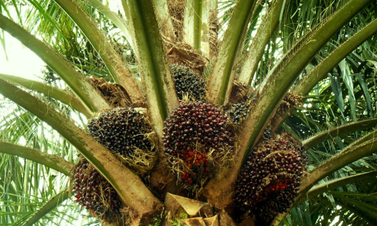 Karnataka oil palm farmers miss out on full market benefits