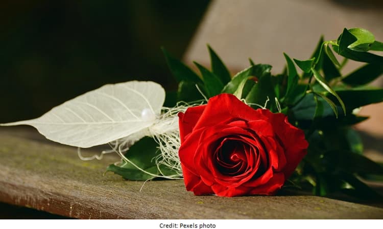 Why is the rose associated with love?