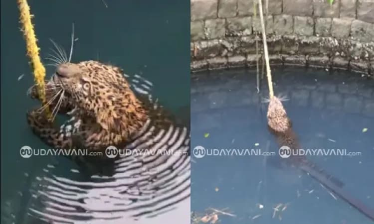 Katapady: Leopard cub rescued from open well 
