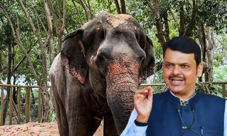 Vantara to back Maha govt petition to bring back elephant Madhuri: CM