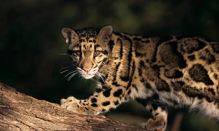 Former IFS officer shares rare video of clouded leopard with cubs, video goes viral
