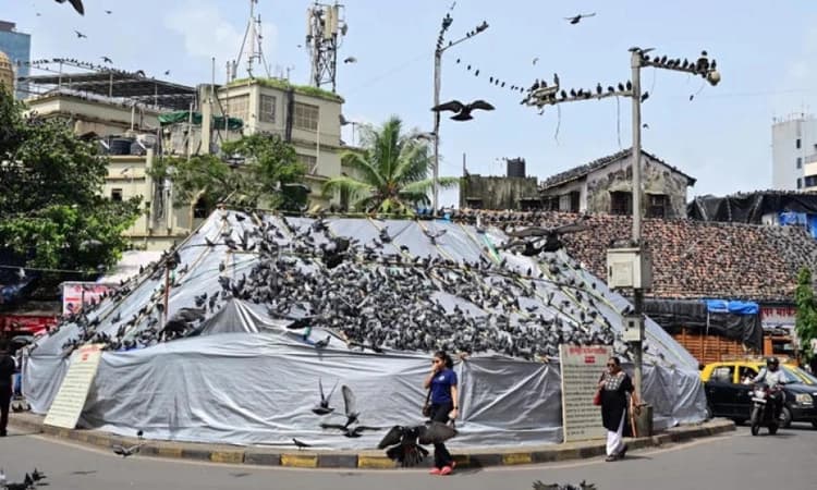 Supreme Court junks plea against Bombay HC order preventing feeding of pigeons in 'kabutarkhanas'