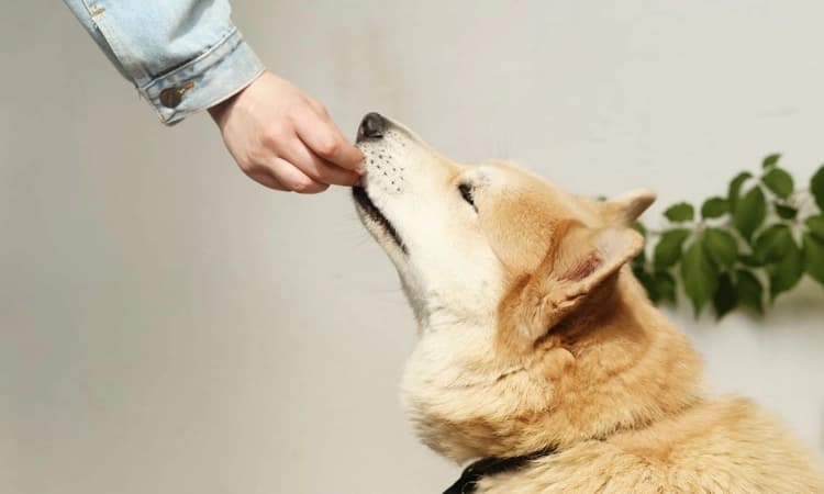 Your dog can read your mind - sort of