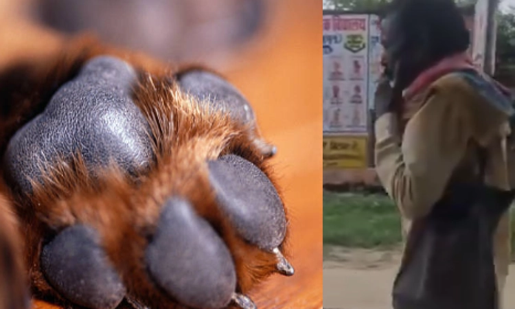 Shocking! 25 stray dogs shot dead in Rajasthan’s Jhunjhunu, video sparks public anger