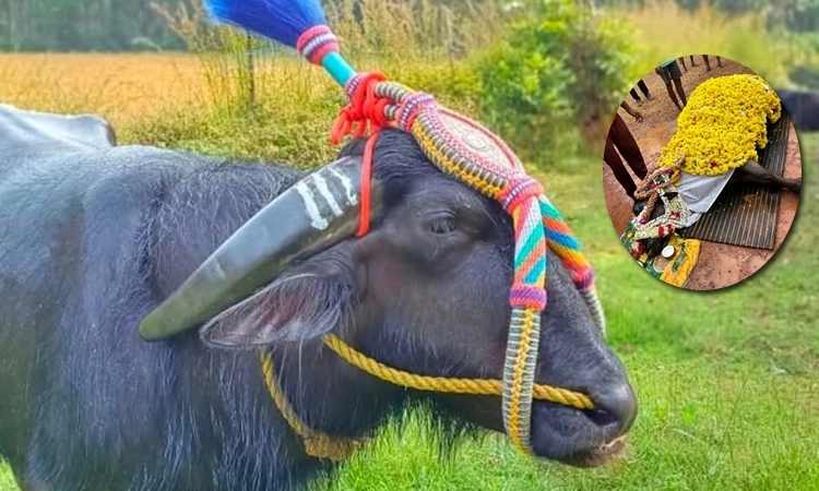 Kundapur: Buffalo featured in Kantara movie passes away