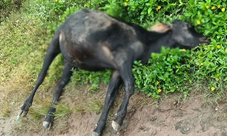Mudigere: Five cattle killed, seven injured after being hit by unidentified vehicle