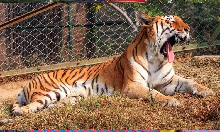 Tiger travels 450 km to settle in Yedshi Ramling Ghat Sanctuary; first in decades