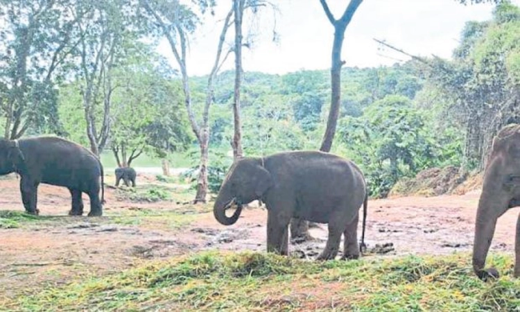 Forest watcher injured in wild elephant attack at Athirapilly