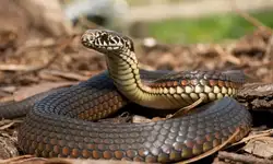 Southadka: Four-year-old girl hospitalised after snake bite at Anganwadi