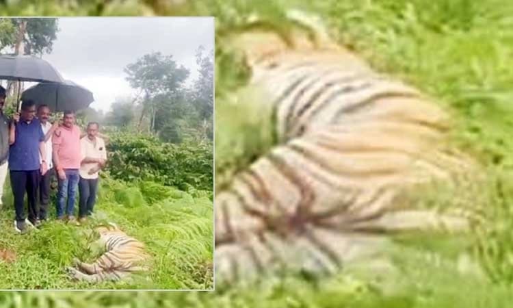 Tiger found dead in coffee estate in Kodagu