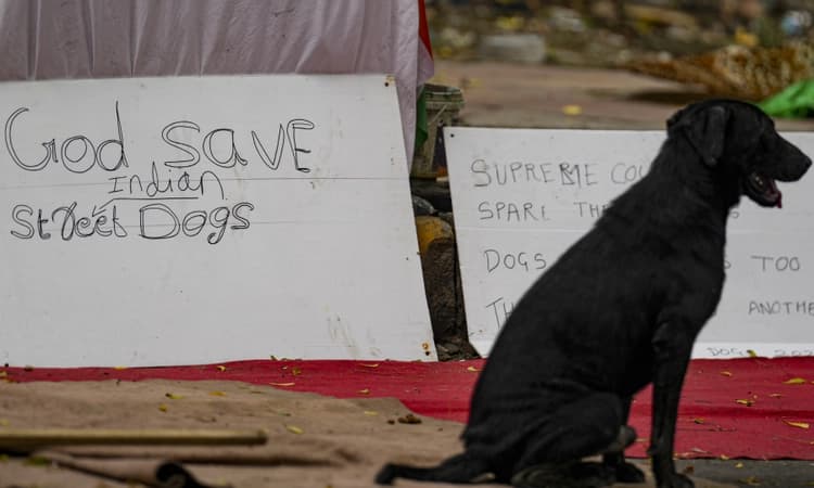 Animal activists mark 'Black Thursday' at Jantar Mantar, vow to sterilise stray dogs on their own