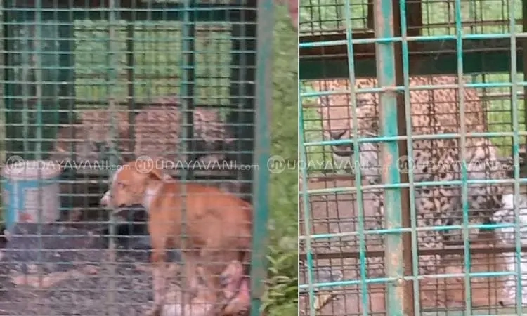 Karkala: Leopard trapped in cage at horticulture farm