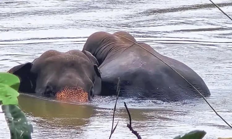 Wild elephants move towards human settlements, crop damage reported