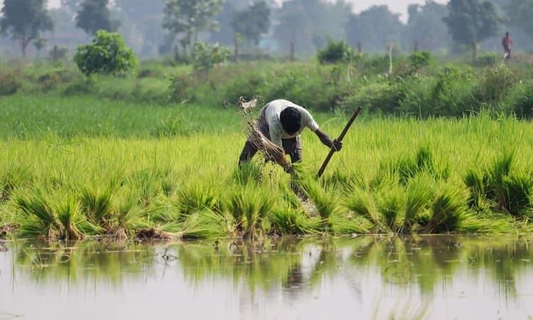 Govt cannot compensate for losses, farmers should get used to hardship: Pasha Patel