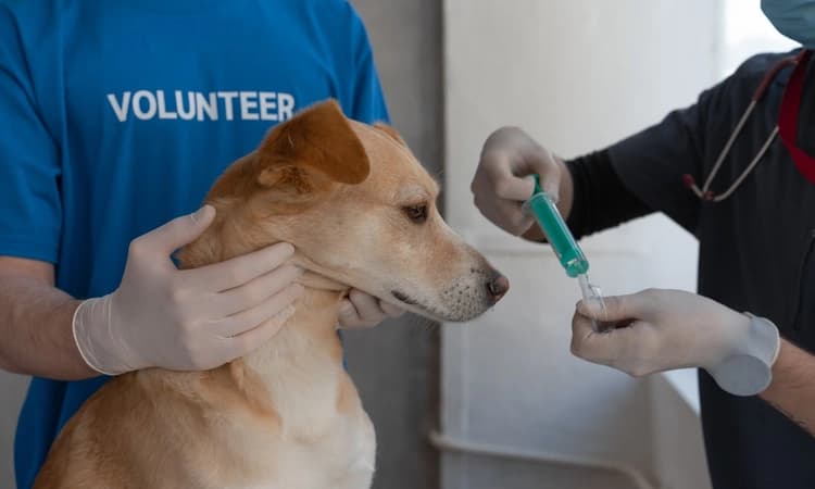 Yes, vets sometimes prescribe human drugs to pets. But don’t try it at home