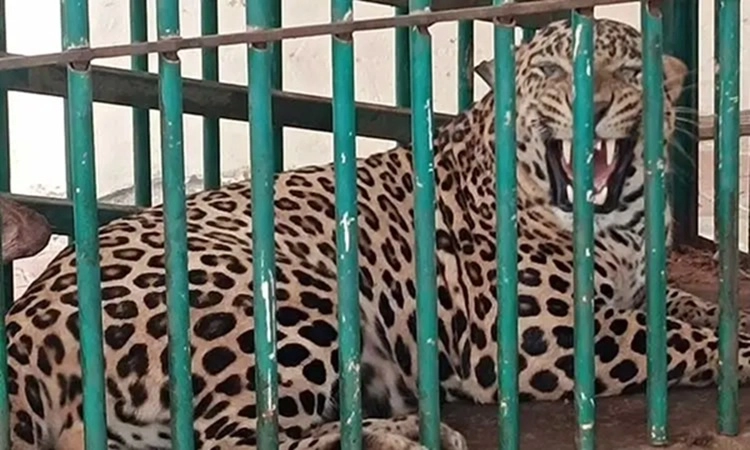 Leopard captured in Holalkere after attempted cattle attack