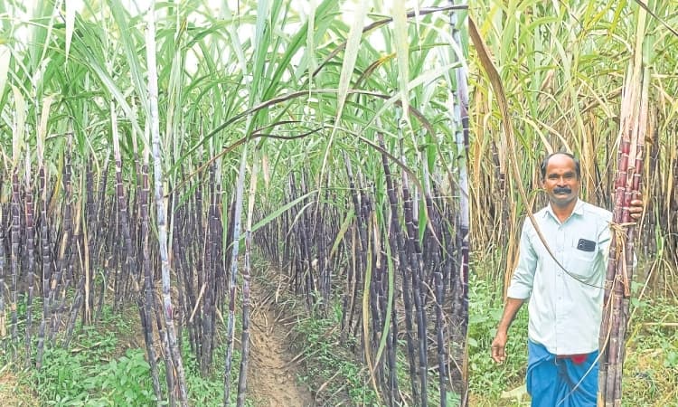 Manglauru: Sugarcane grown in the city for Ganesh Chaturthi