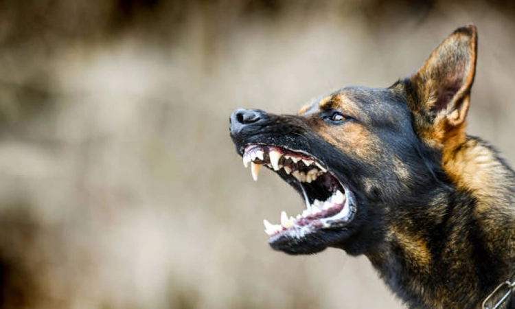 Dog-bite cases nearly double in Rajasthan in 2025; Jaipur worst affected