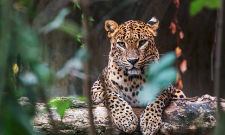 Forest watcher injured in leopard attack during combing operation in Bandipur