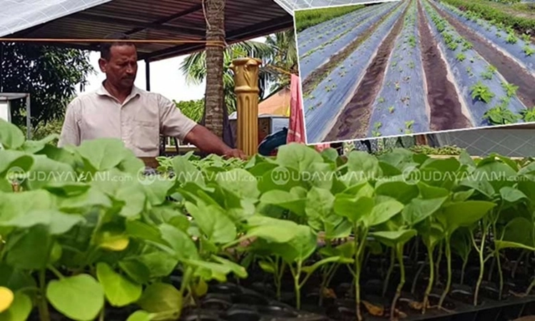 Mattu Gulla farmers gear up for cultivation in alternate year with hopes of bumper yield