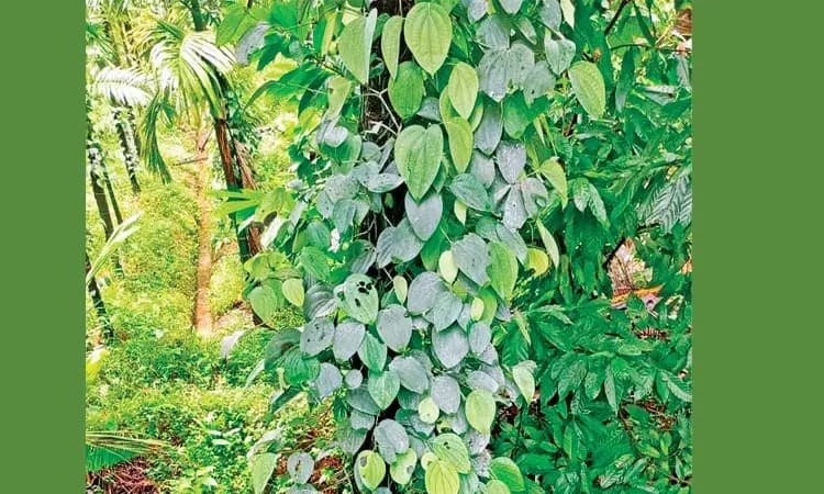 Continuous rains trigger disease fears among black pepper farmers in Puttur