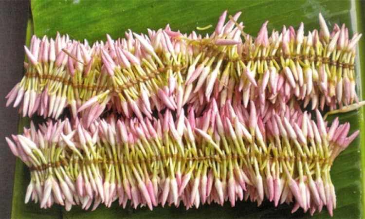 Jaji Mallige: More than just a flower — a monsoon marvel and a medicinal treasure