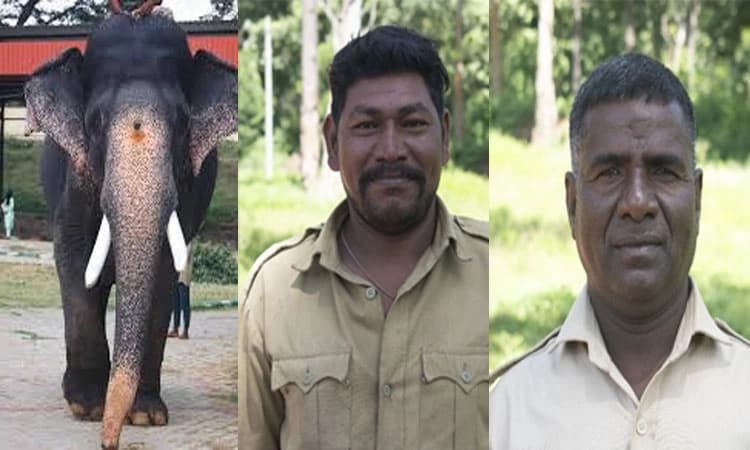 Karnataka govt institutes ‘Arjuna Elephant Award’ in memory of Dasara icon