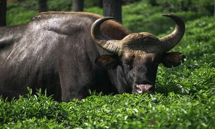Sullia: Man seriously injured in wild buffalo attack