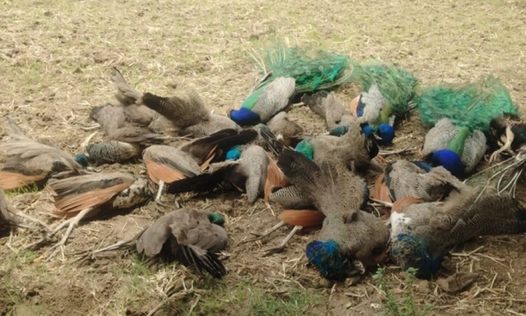 Karnataka: H5N1 confirmed in death of 44 peacocks in Tumakuru