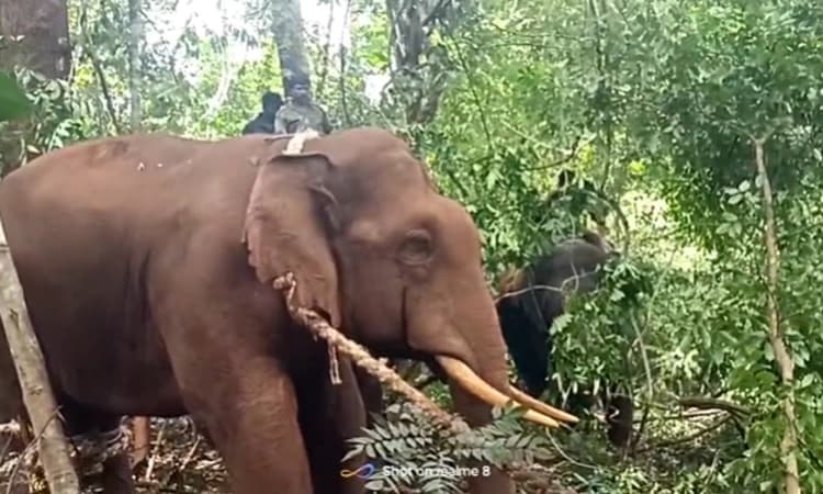 Wild elephant captured in Chikkamagaluru after six months of rampage