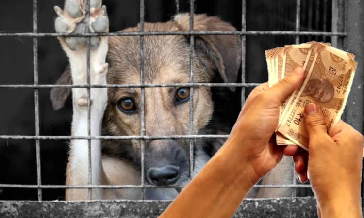 Animal cruelty penalty as low as Rs 10 for first offence: Govt
