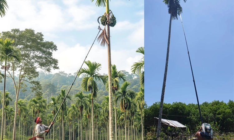 Pending subsidy for carbon fibre areca harvesters to be credited soon