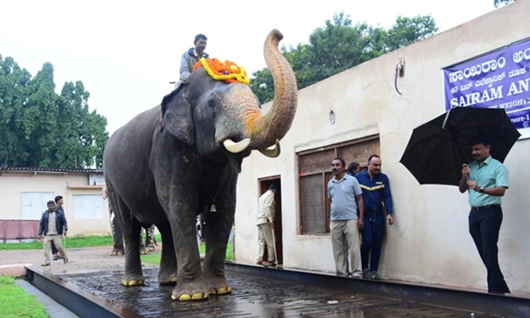 Nine Dasara elephants undergo weight check ahead of grand Mysuru procession